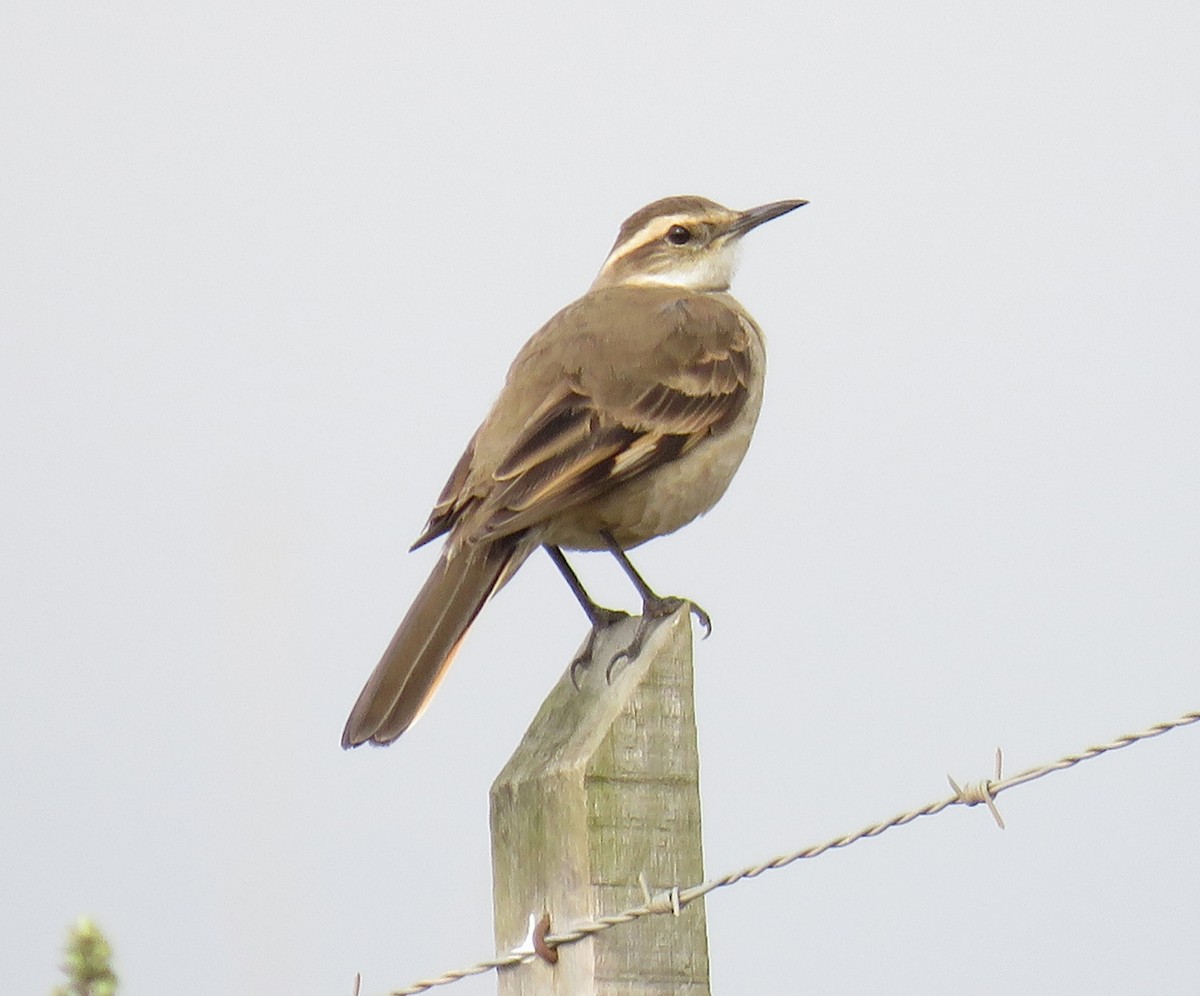 Long-tailed Cinclodes (Long-tailed) - ML642311964