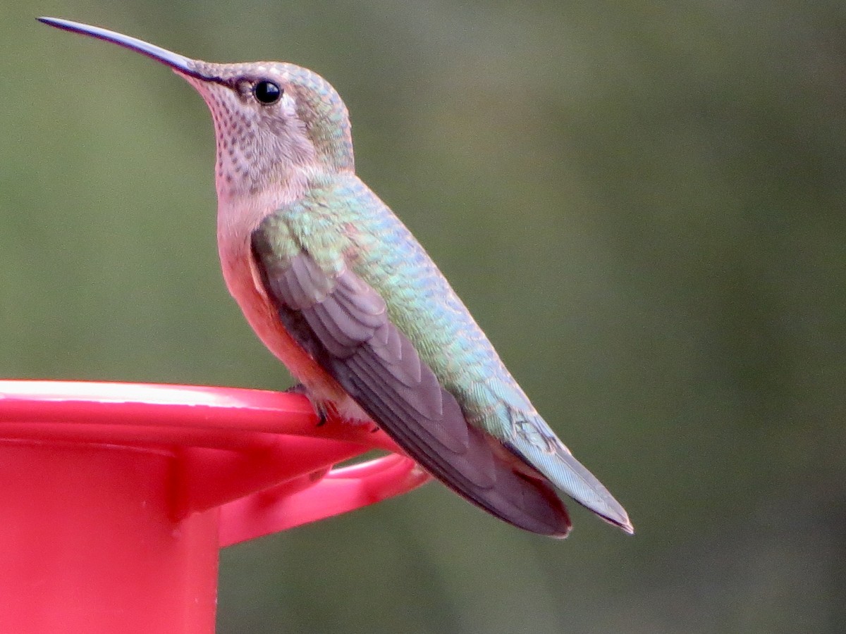 Broad-tailed Hummingbird - ML642311965