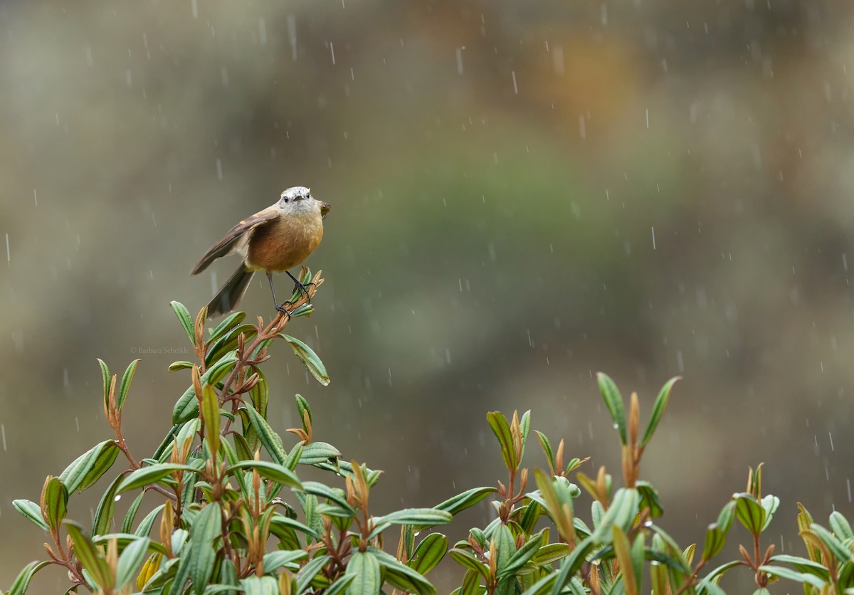 Brown-backed Chat-Tyrant - ML642311966