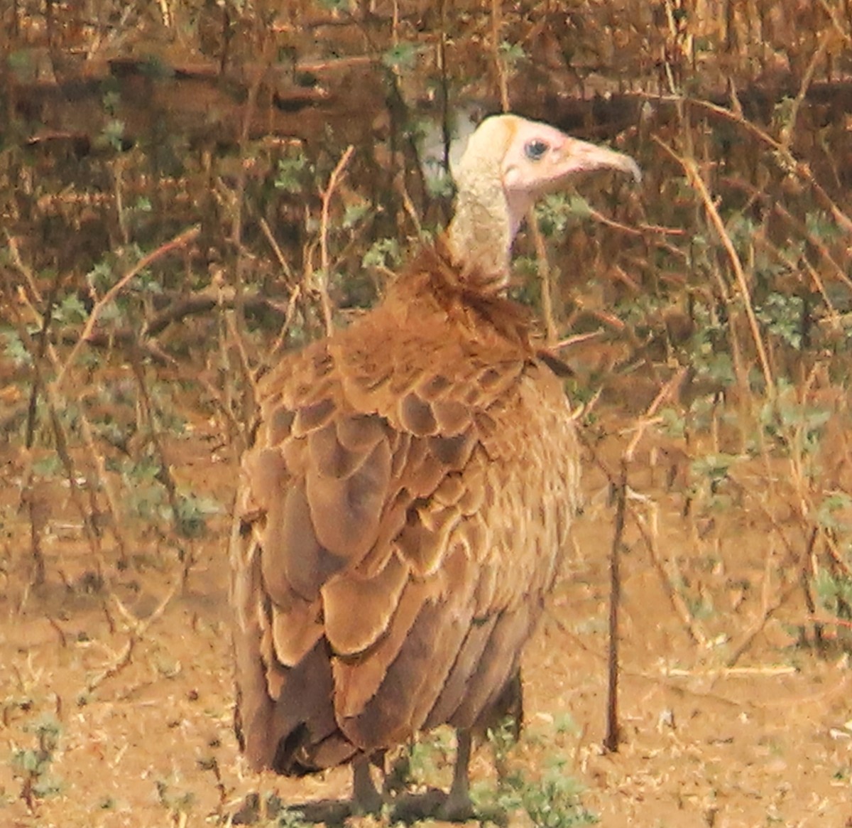 Hooded Vulture - ML642311968