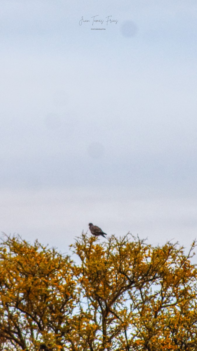 Spot-winged Pigeon - ML642311969