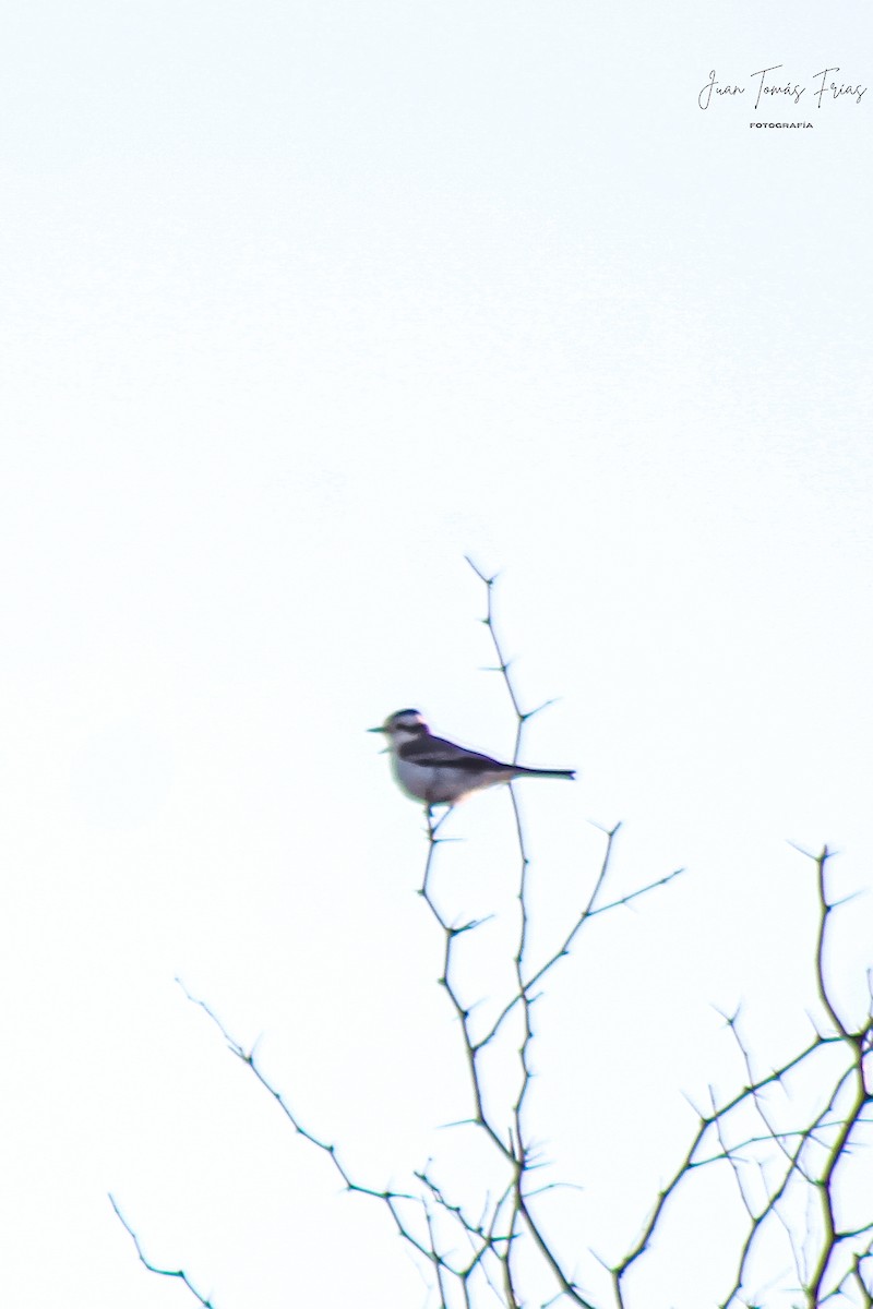 Black-crowned Monjita - ML642311970
