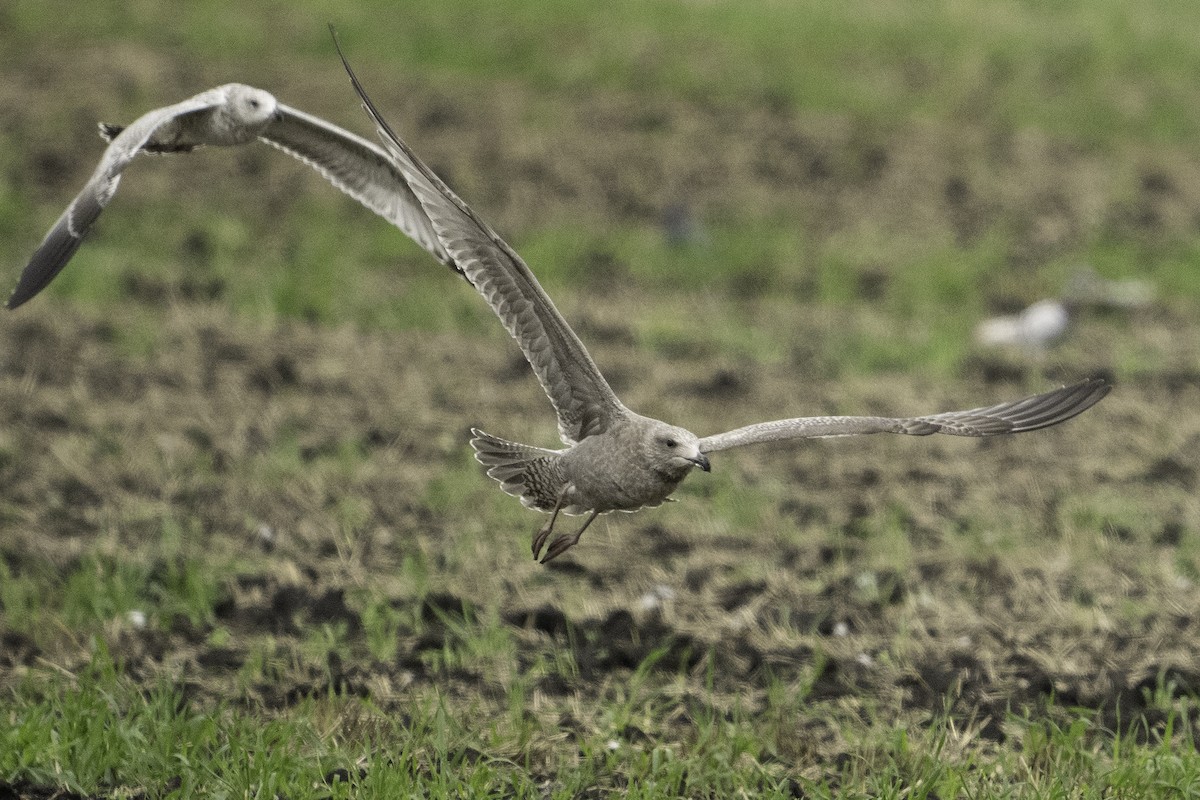 American Herring Gull - ML642311971