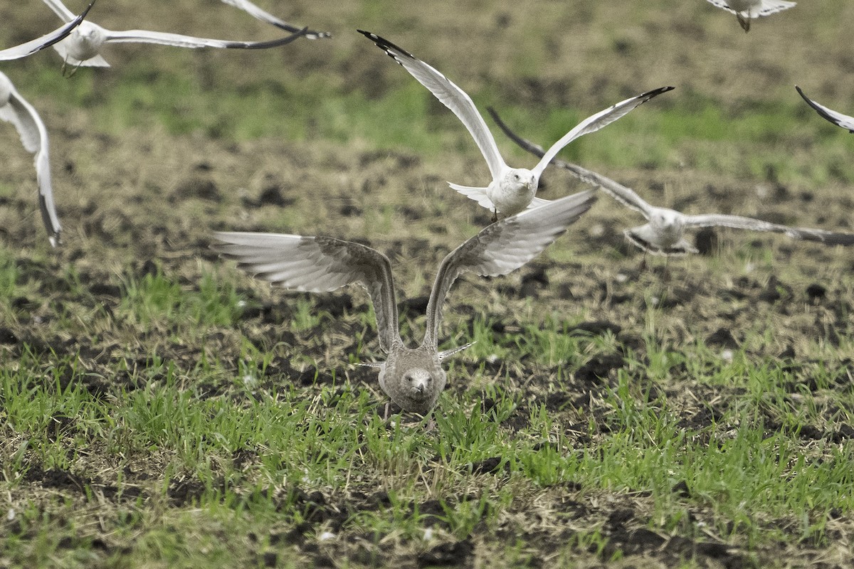 American Herring Gull - ML642311972