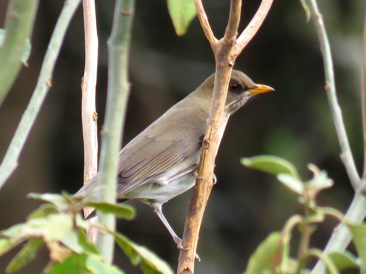 Creamy-bellied Thrush - ML642311973