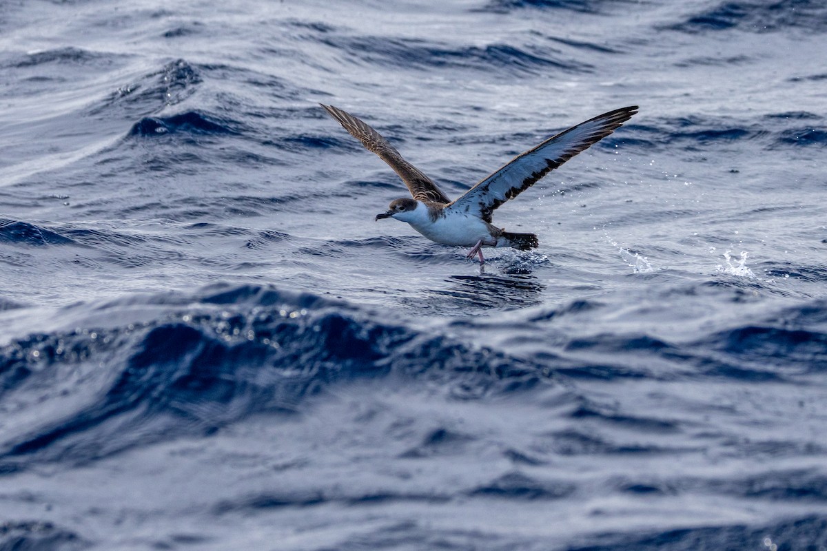 Great Shearwater - ML642311978