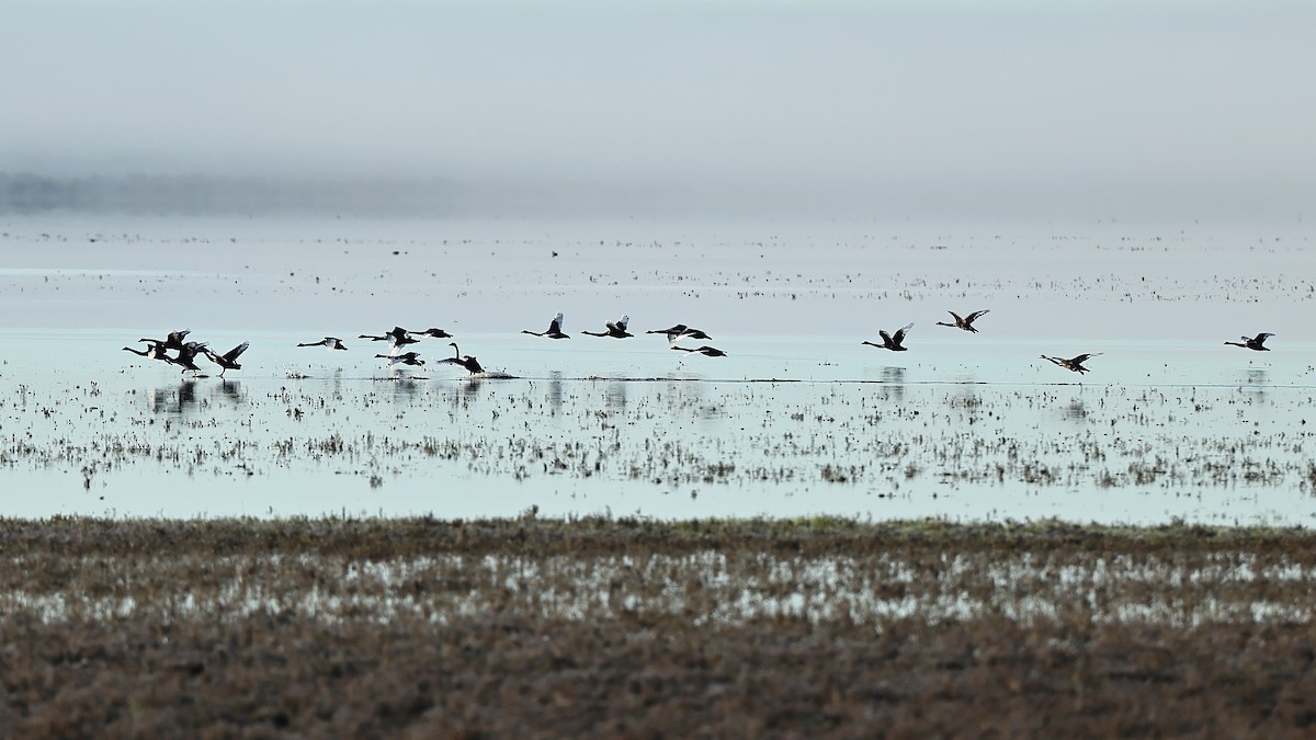 Black Swan - ML642311979