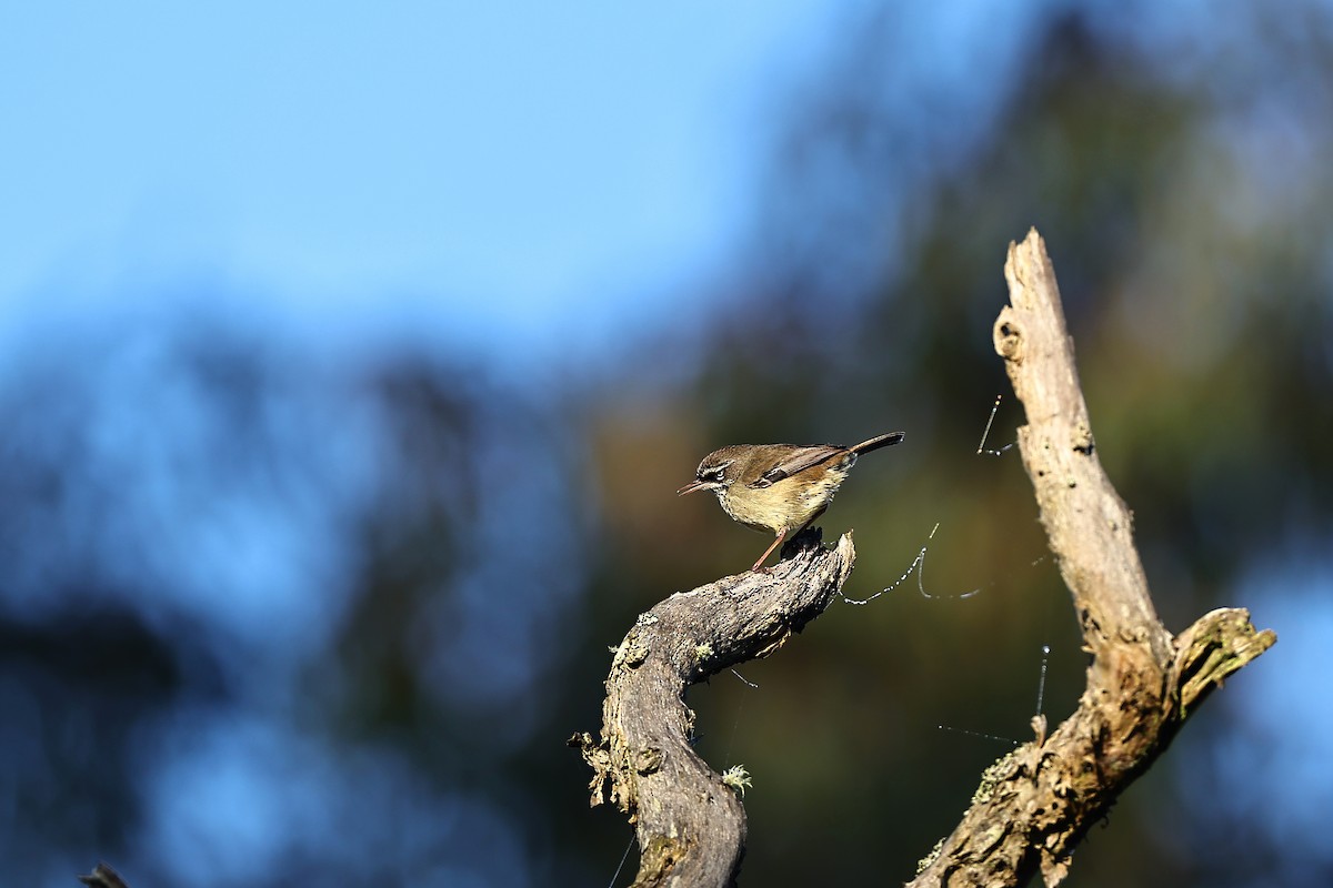 Spotted Scrubwren - ML642311980