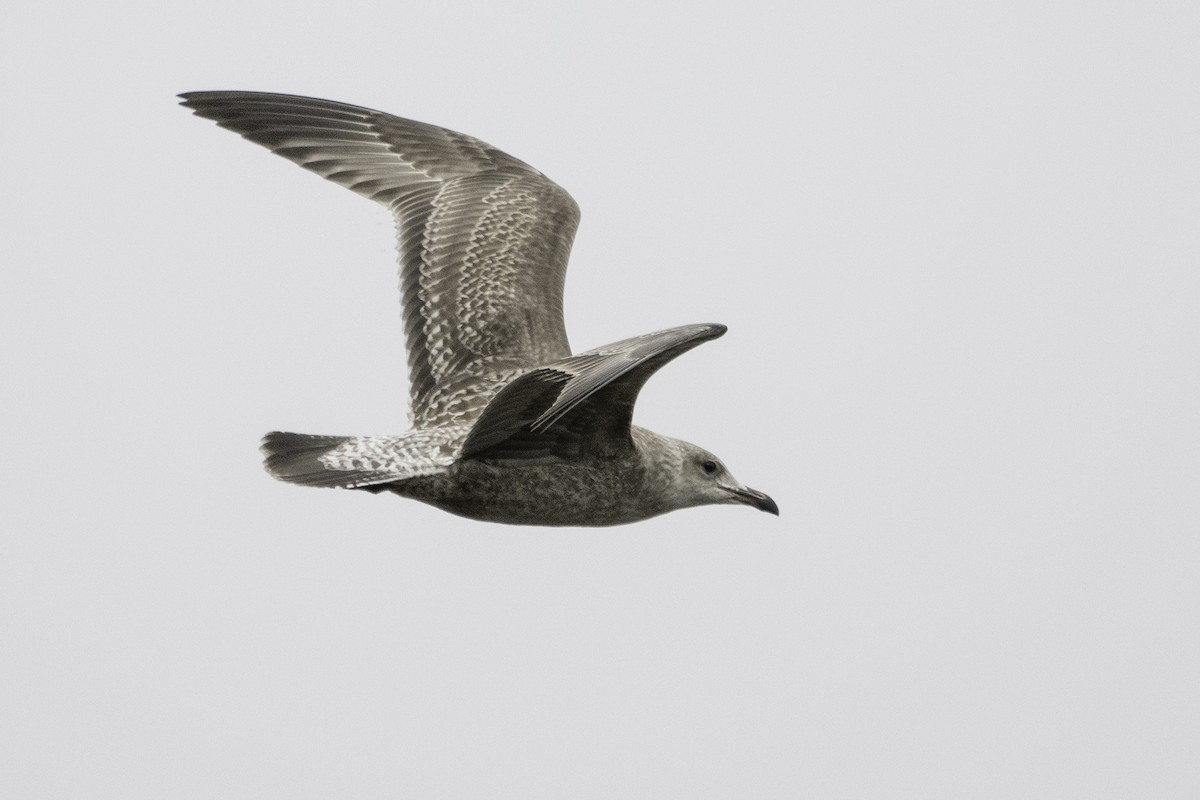 American Herring Gull - ML642311981