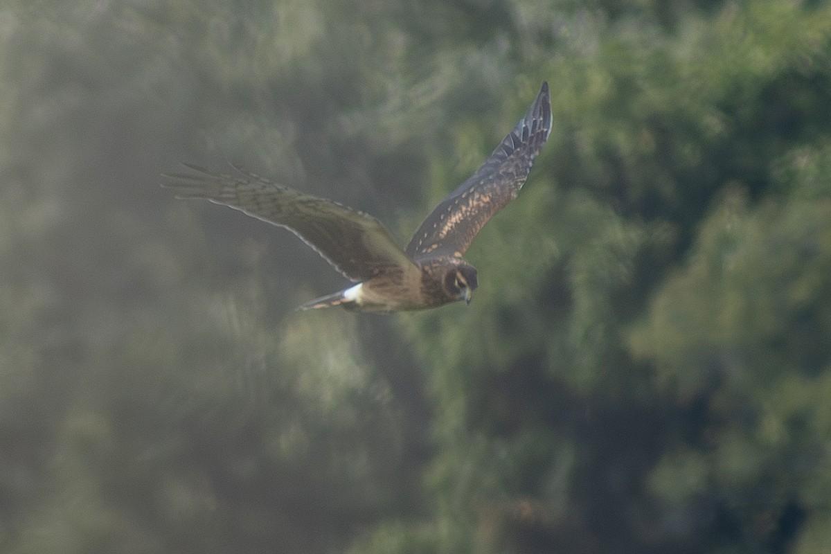 Northern Harrier - ML642311985
