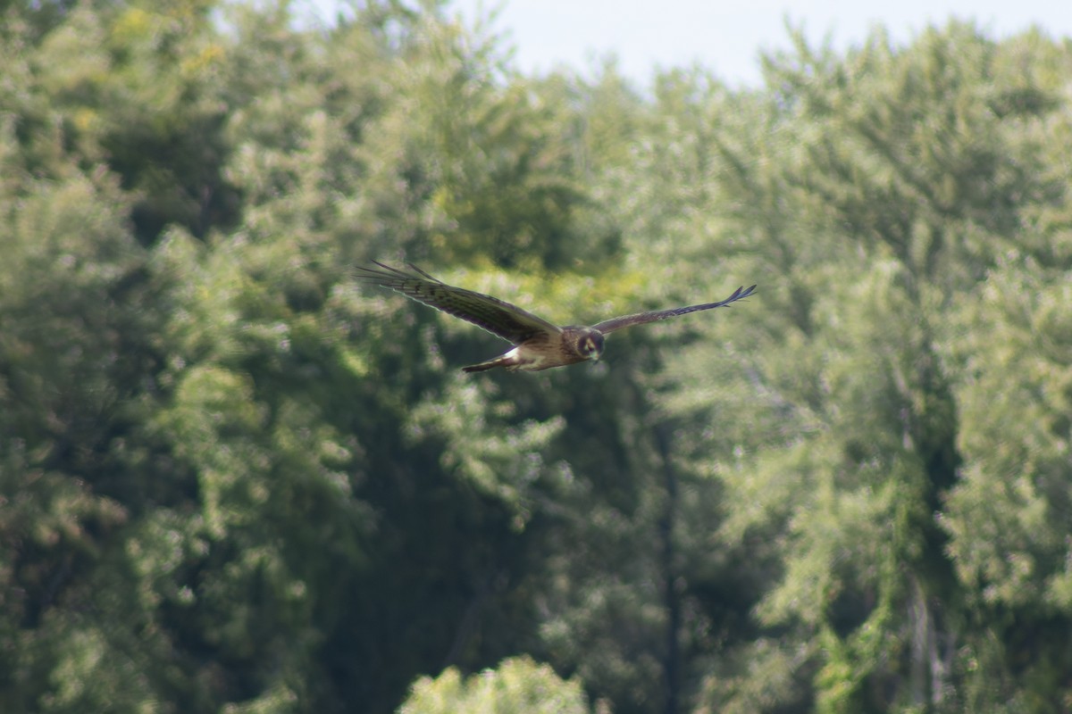 Northern Harrier - ML642311986