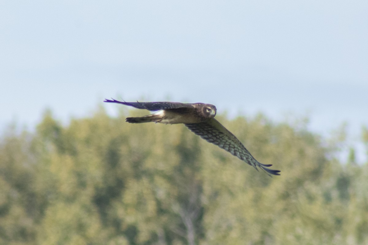 Northern Harrier - ML642311987