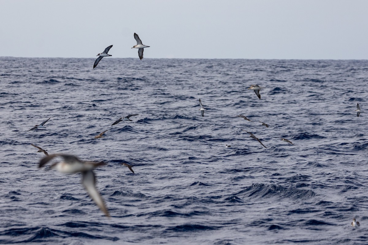 Great Shearwater - ML642311988