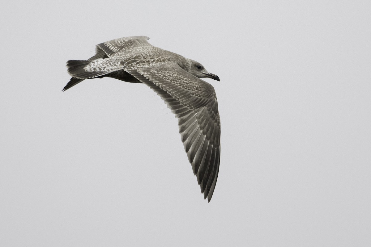 American Herring Gull - ML642311993