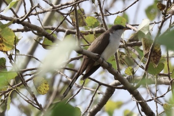 Yellow-billed Cuckoo - ML642311994