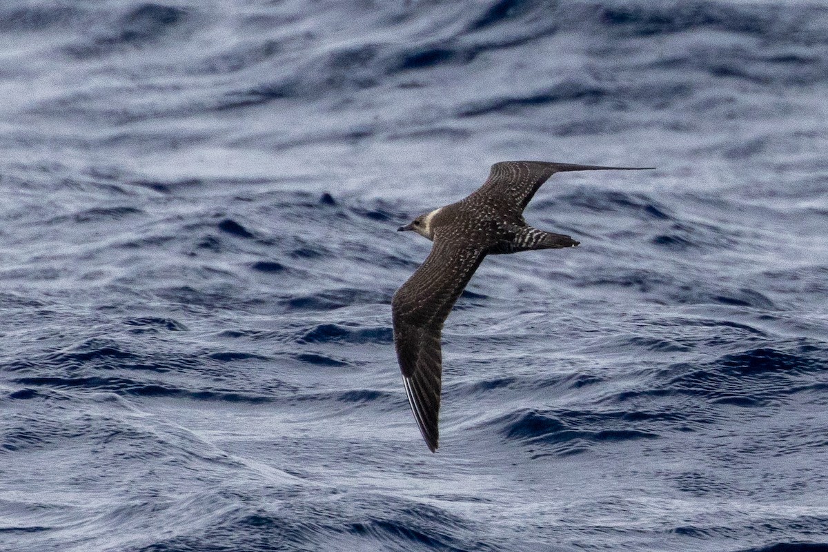 Long-tailed Jaeger - ML642311995