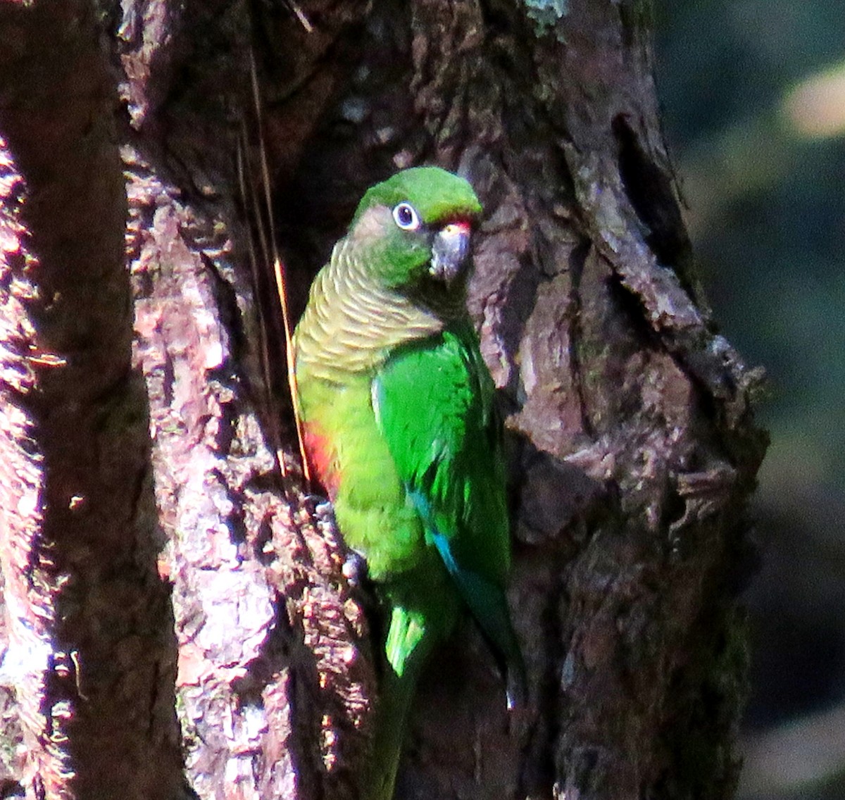 Maroon-bellied Parakeet - ML642311996