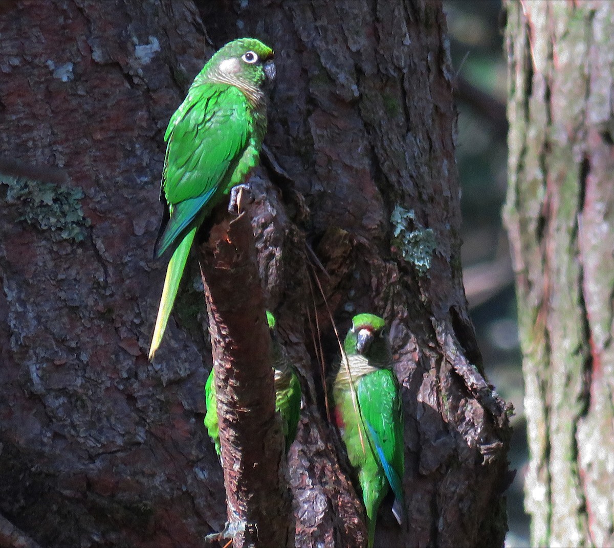 Maroon-bellied Parakeet - ML642311997