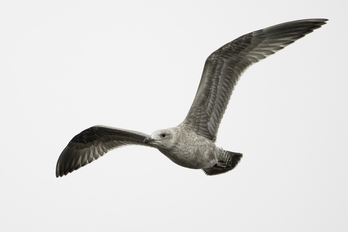 American Herring Gull - ML642311999