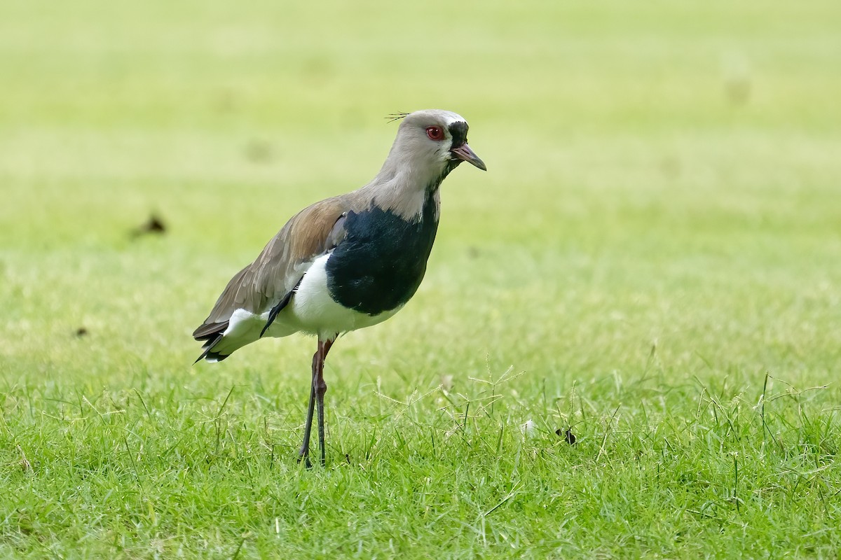 Southern Lapwing - ML642312000