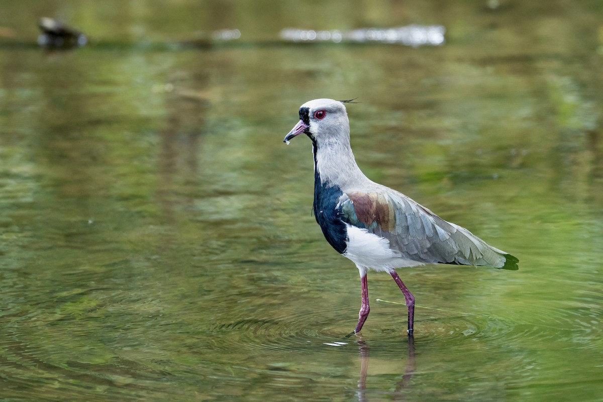 Southern Lapwing - ML642312001