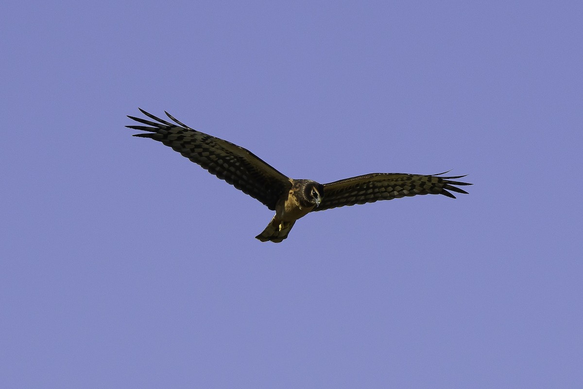 Northern Harrier - ML642312002