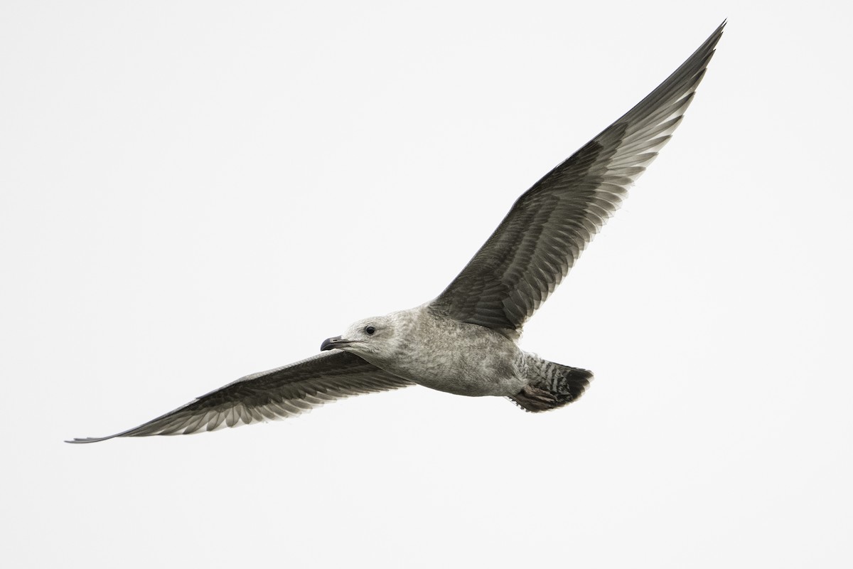 American Herring Gull - ML642312003