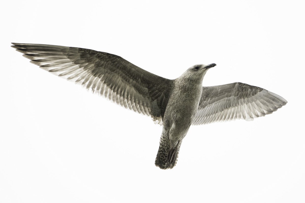American Herring Gull - ML642312009