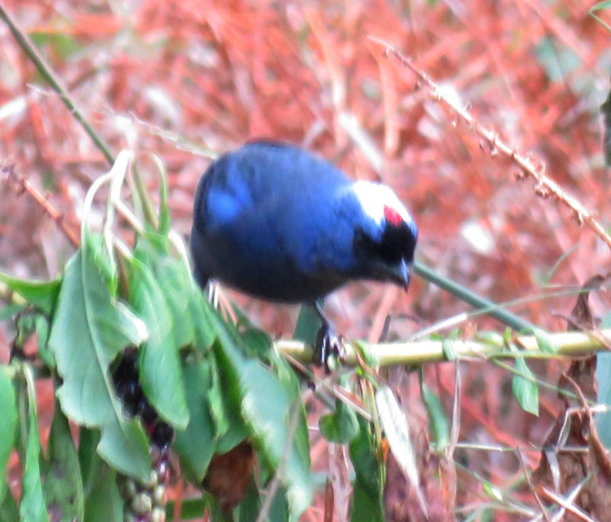 Diademed Tanager - ML642312010