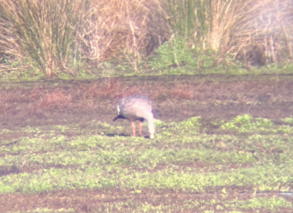Cape Barren Goose - ML642312011
