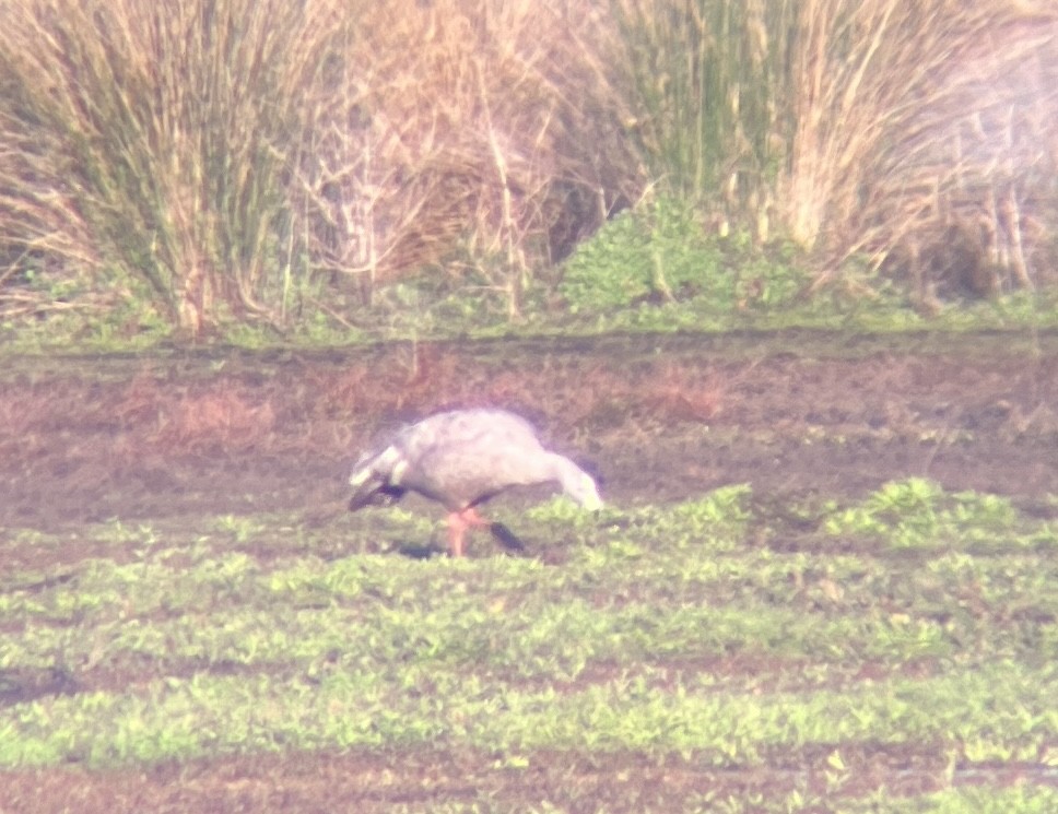 Cape Barren Goose - ML642312012