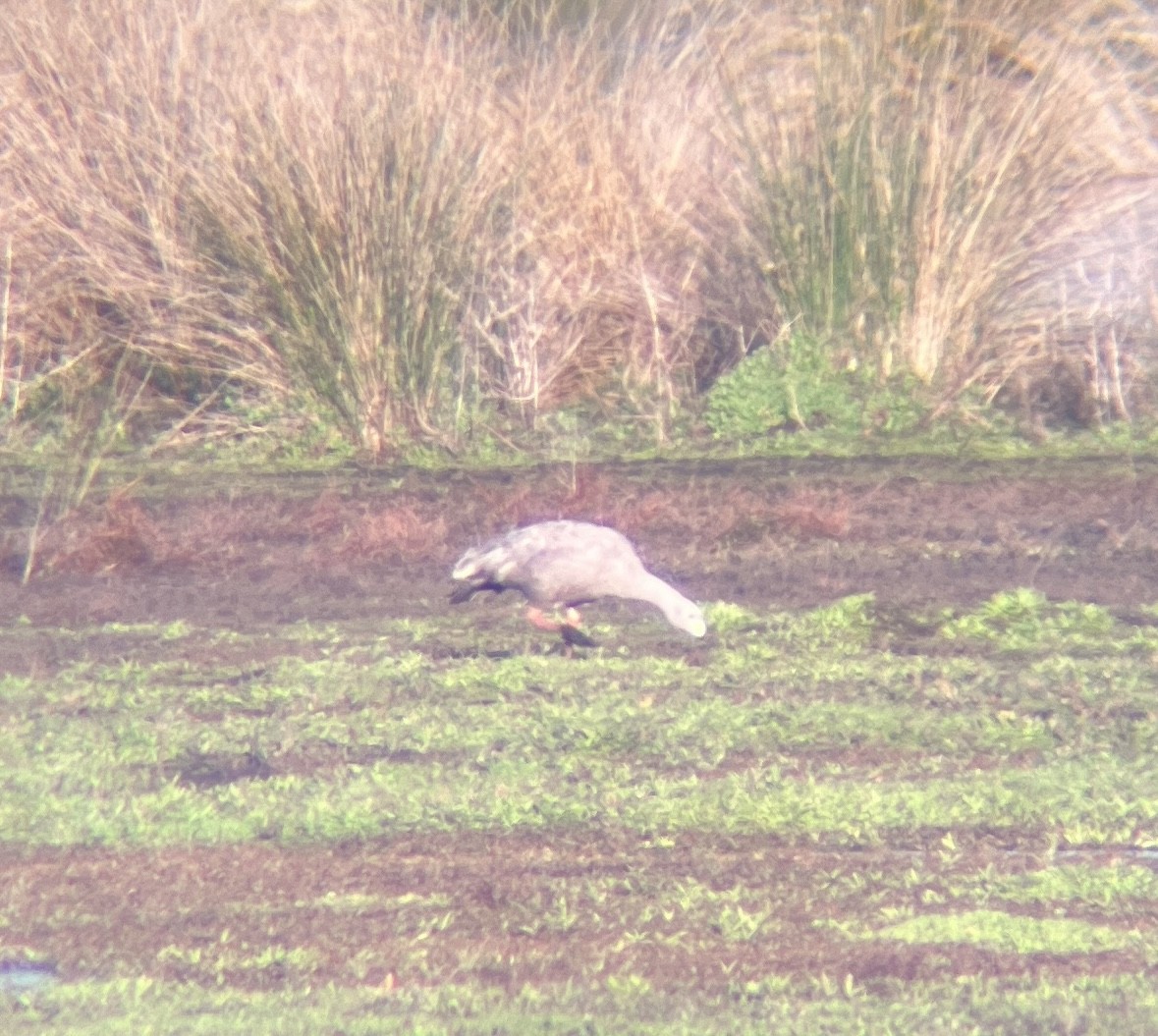 Cape Barren Goose - ML642312013