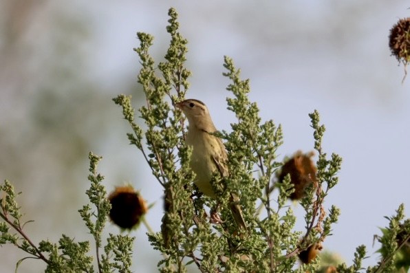Bobolink - ML642312014