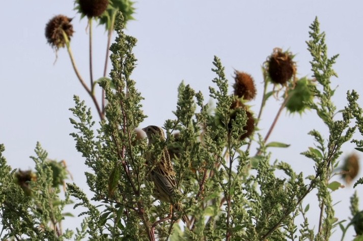 Bobolink - ML642312015