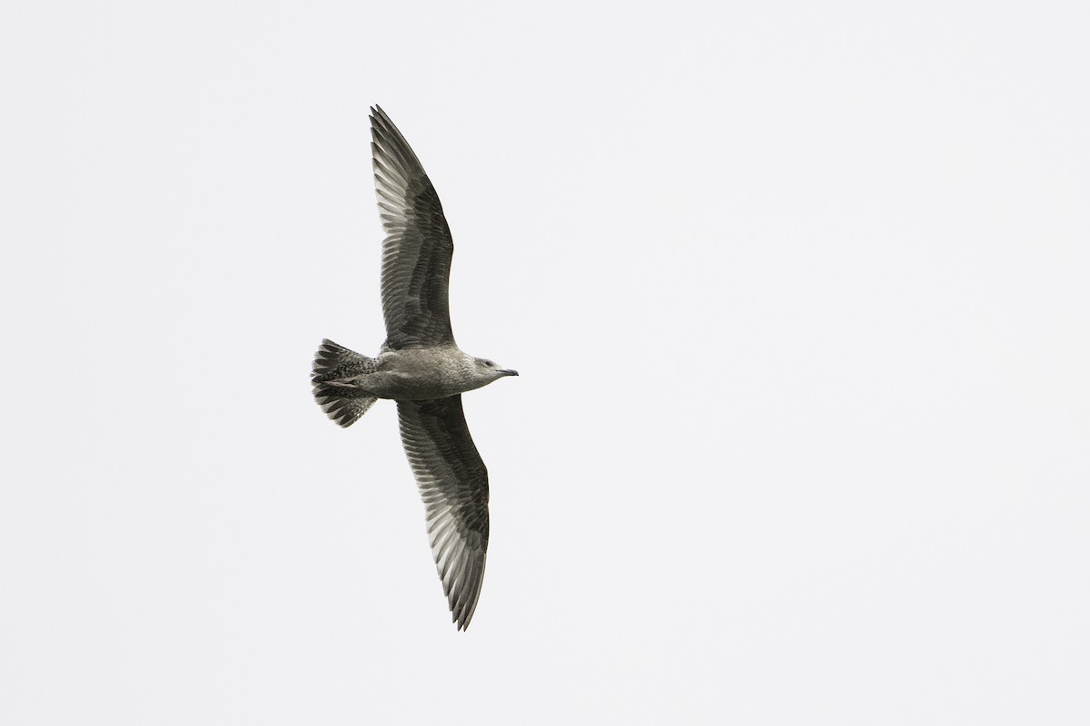 American Herring Gull - ML642312016