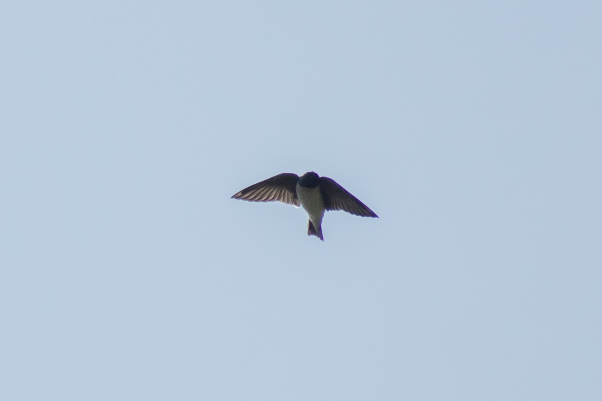 Tree Swallow - ML642312017