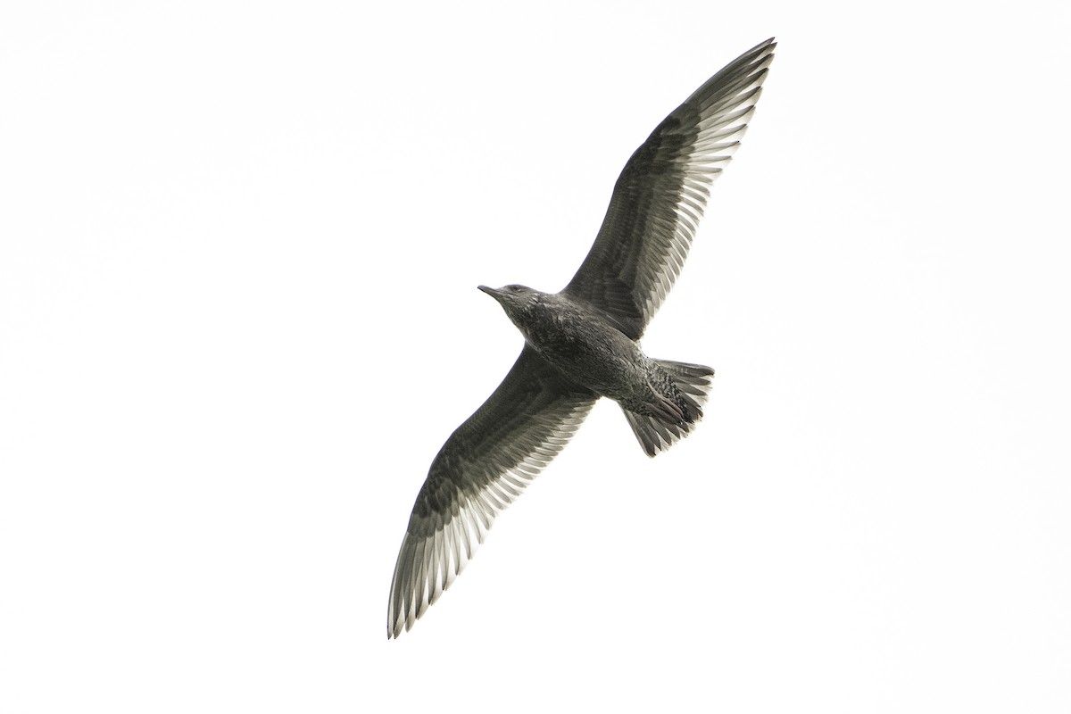 American Herring Gull - ML642312018