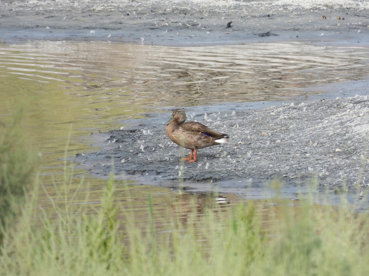 Stockente - ML642312019