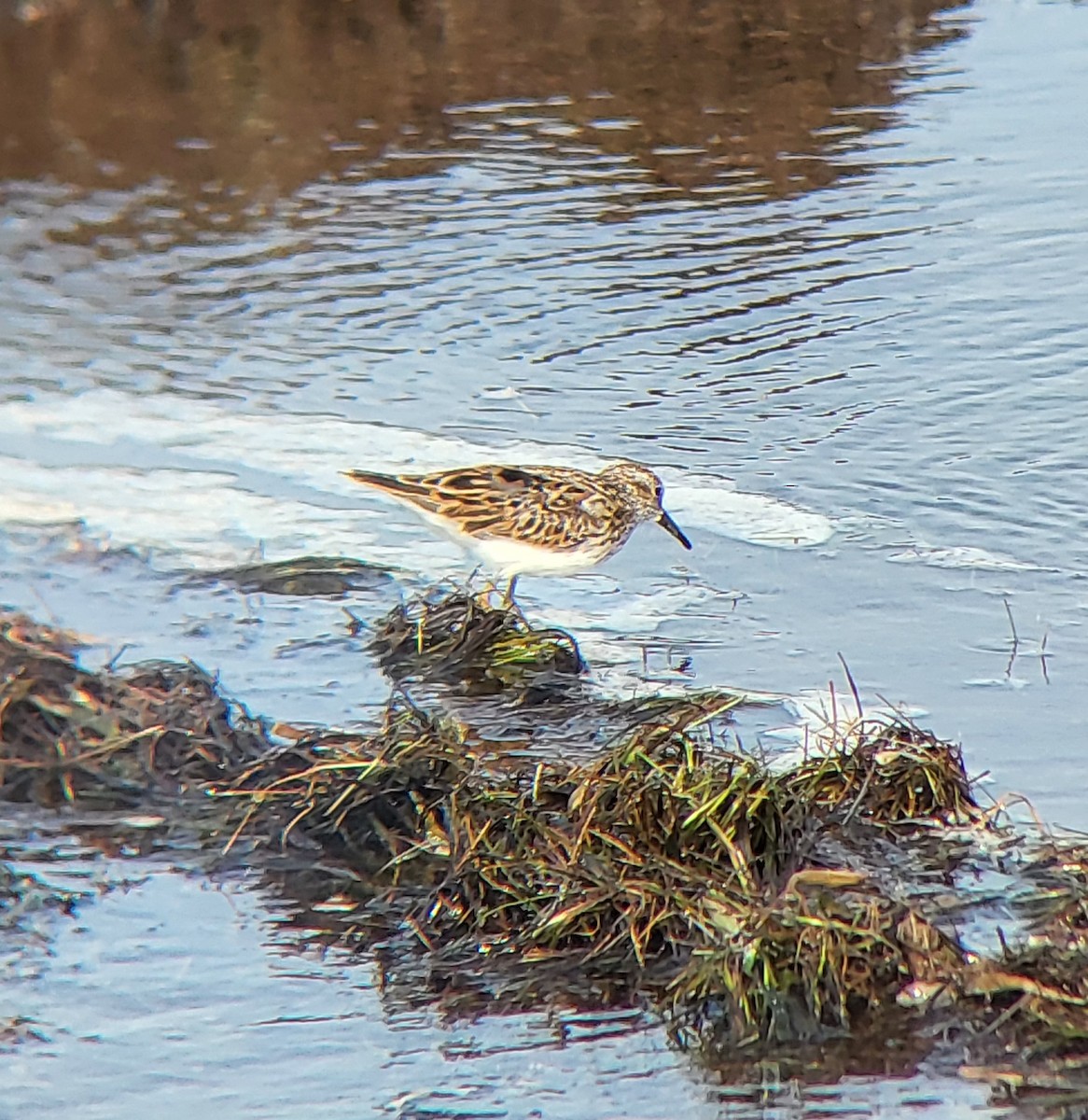 pygmésnipe - ML642312025