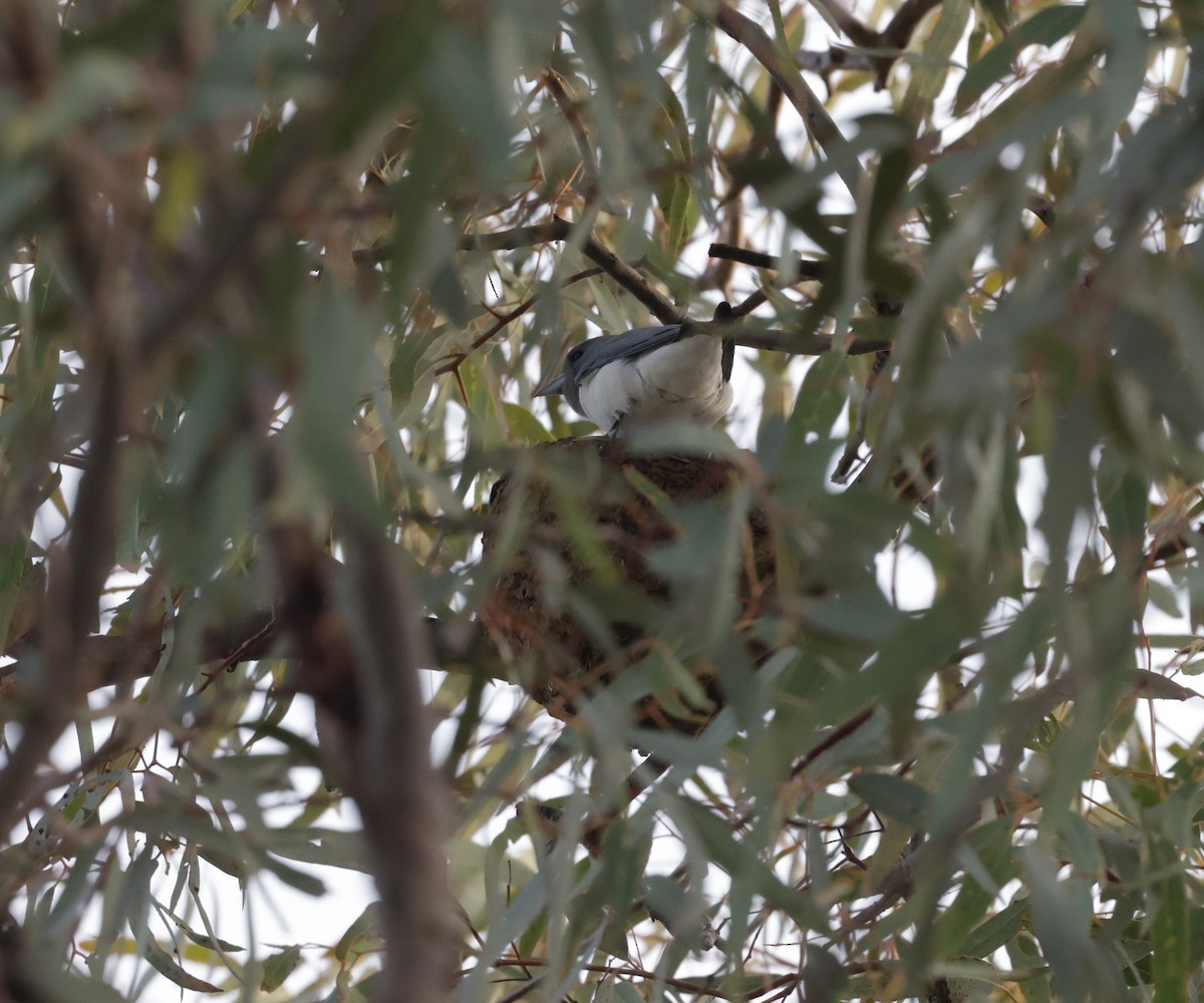 White-breasted Woodswallow - ML642312033