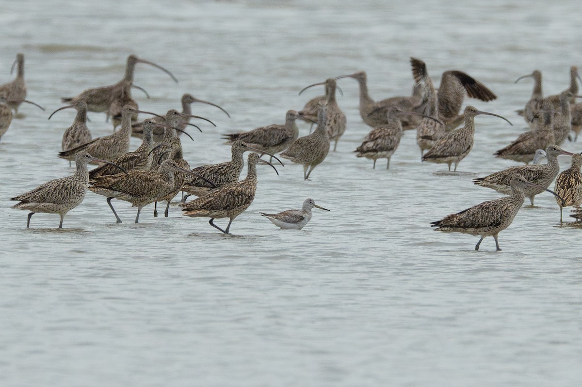 sakhalinsnipe - ML642312036