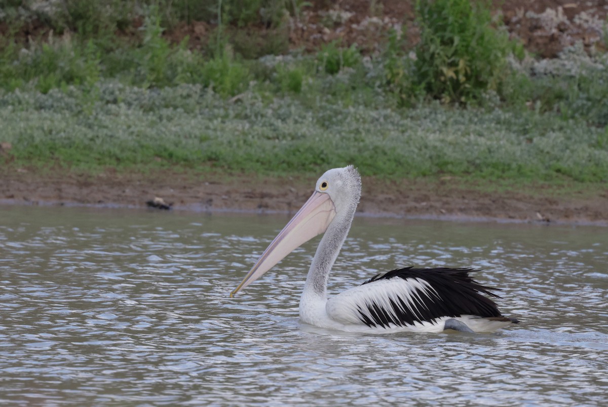 Australian Pelican - ML642312038