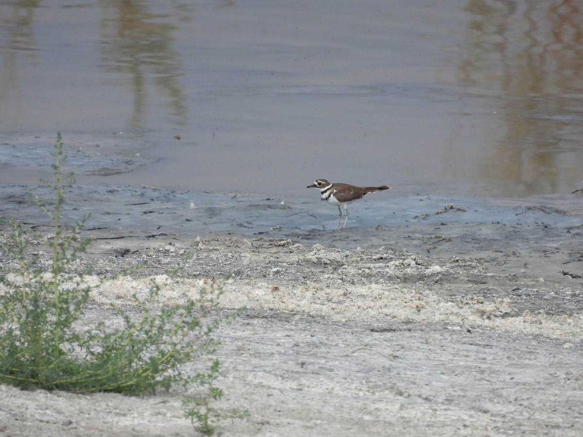 Keilschwanz-Regenpfeifer - ML642312039