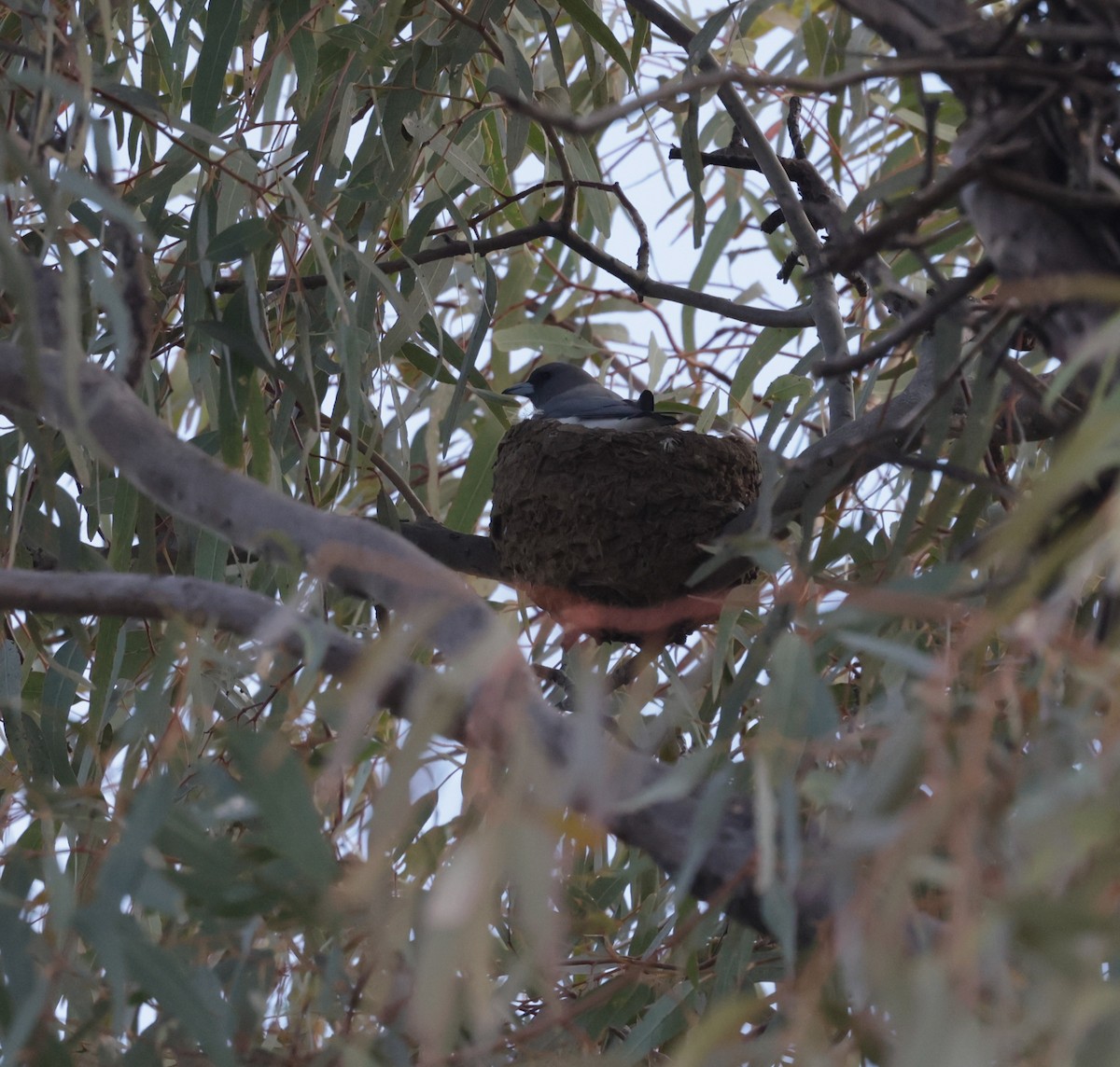 White-breasted Woodswallow - ML642312044
