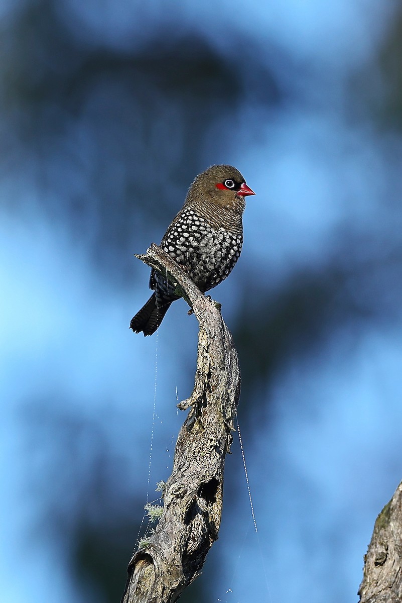 Red-eared Firetail - ML642312051