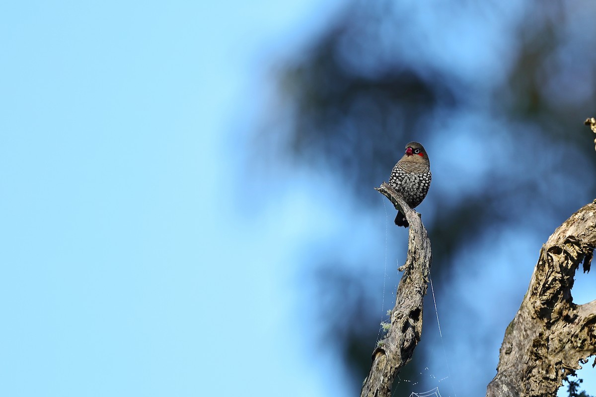 Red-eared Firetail - ML642312052
