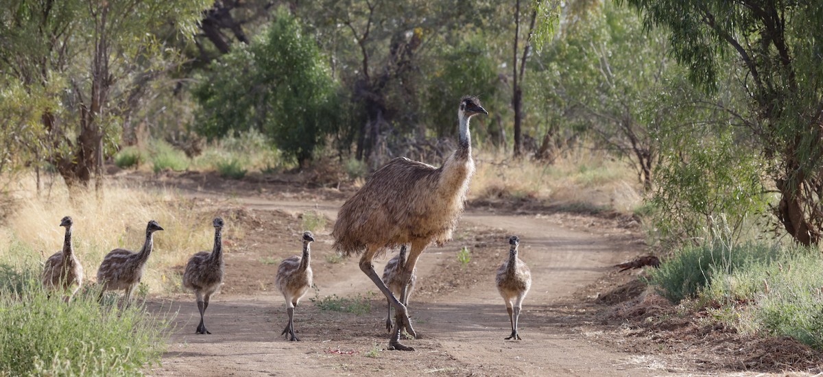 Emu - ML642312056