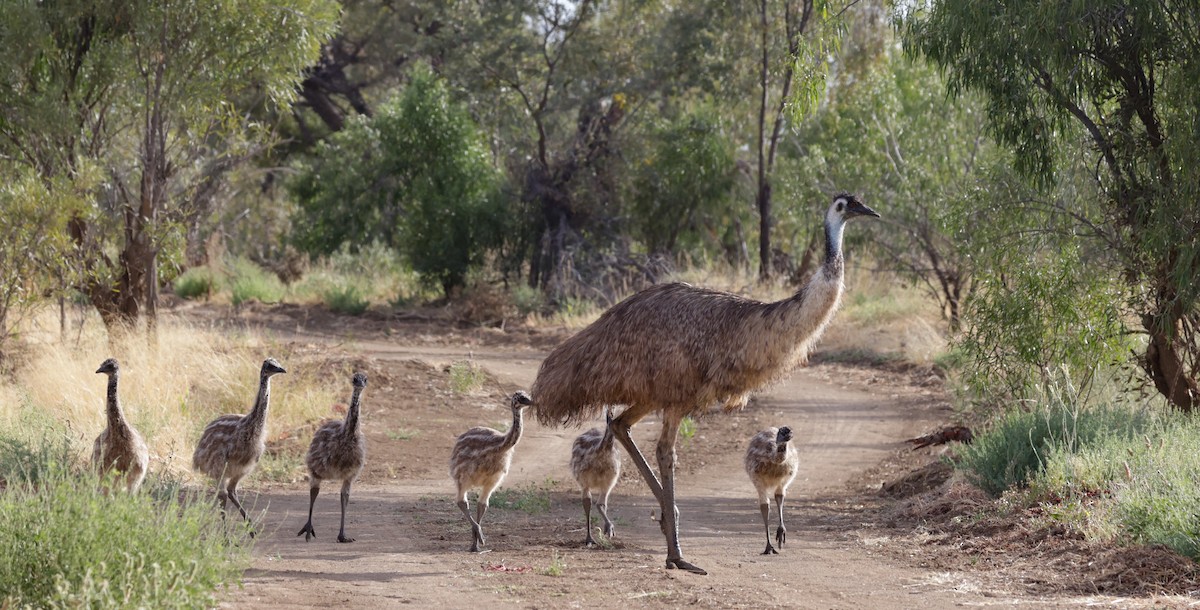Emu - ML642312057