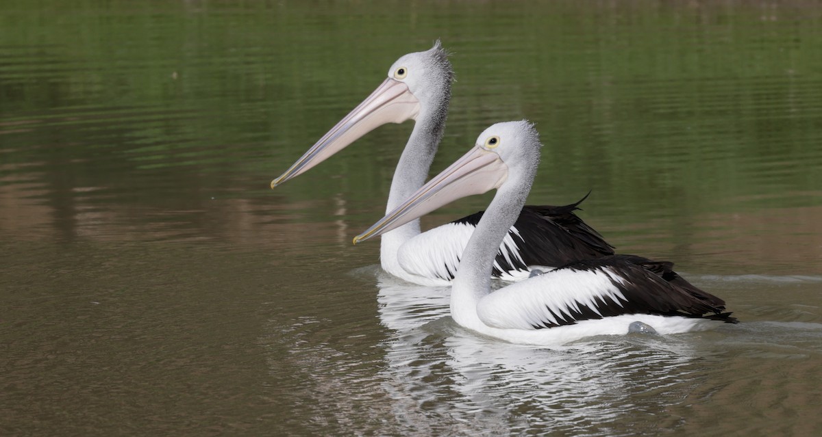 Australian Pelican - ML642312061