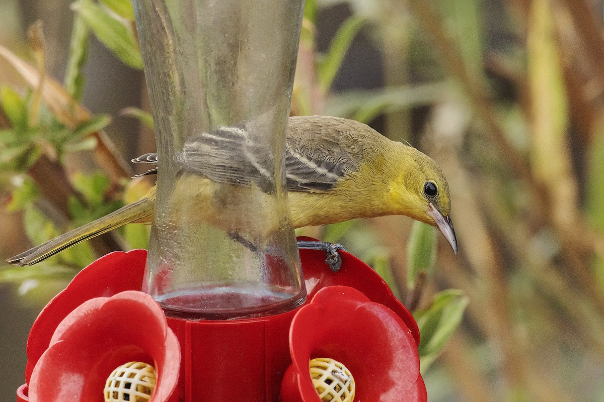 Hooded Oriole - ML642312070